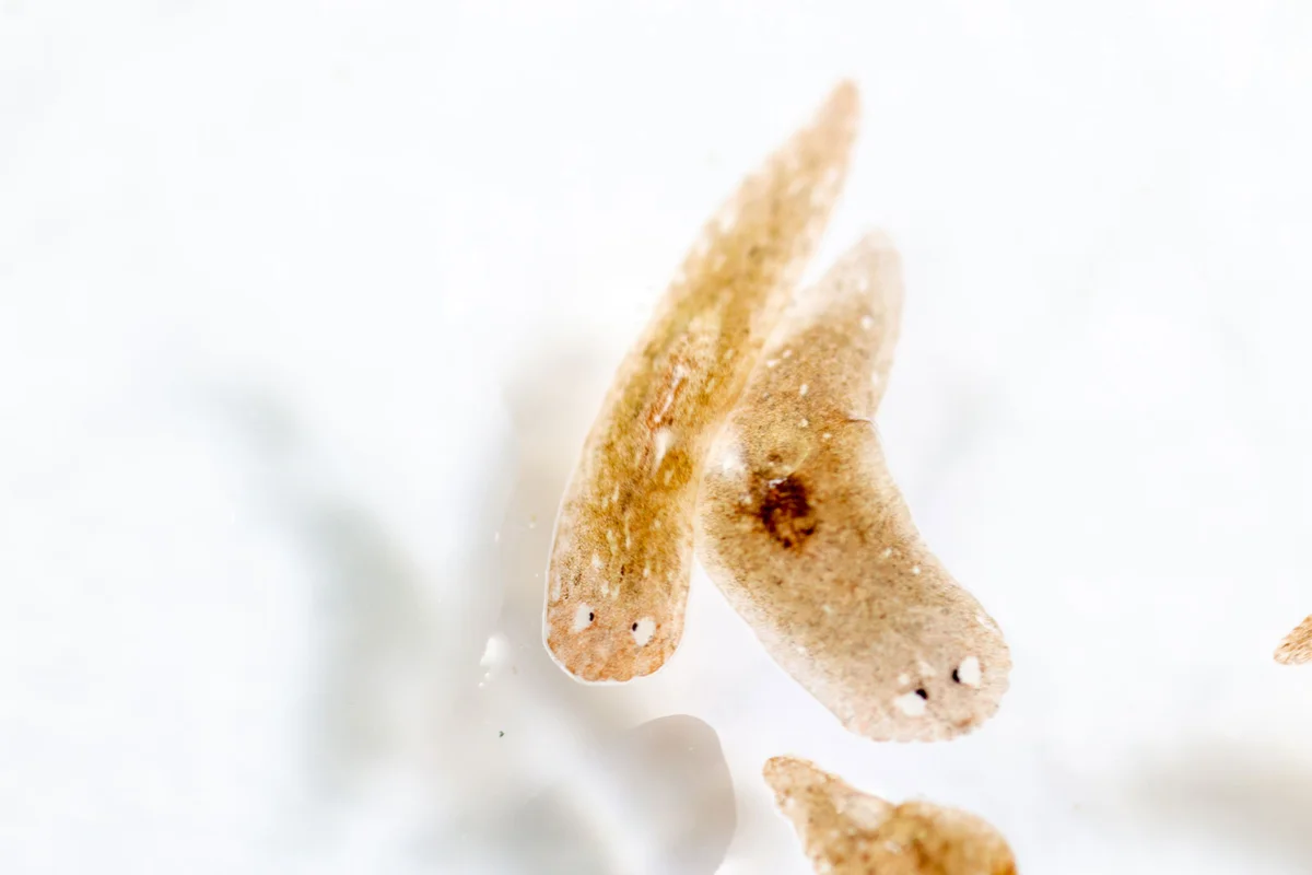 Planarian parasite under microscope view