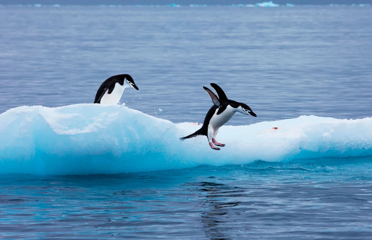 Gentoo penguins on an iceberg