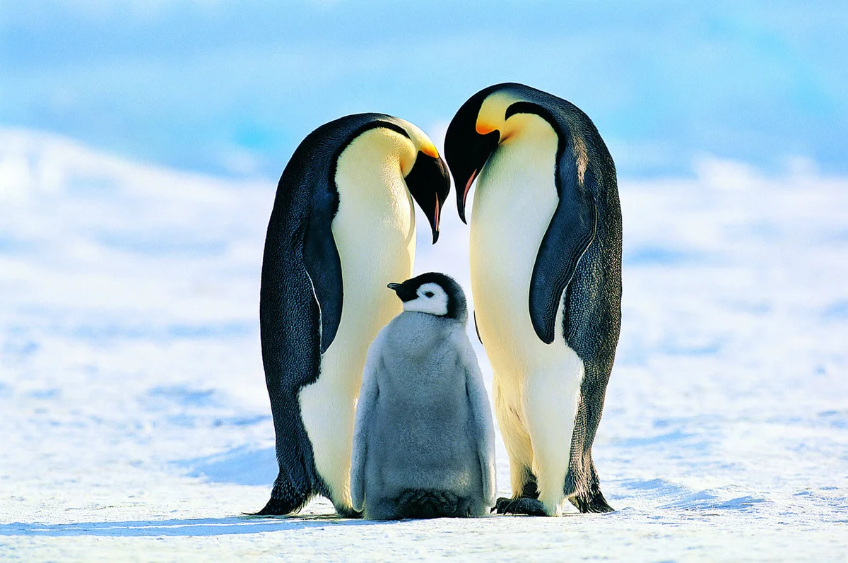Emperor Penguin