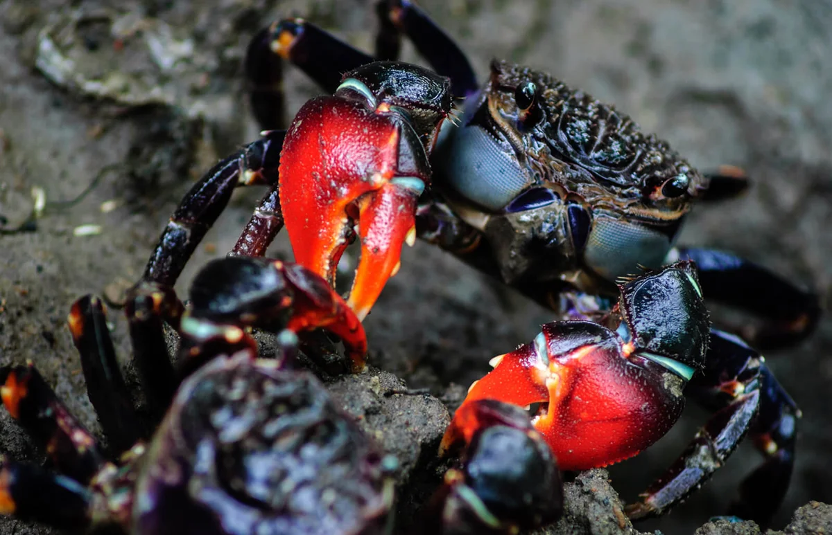 red claw mud crab