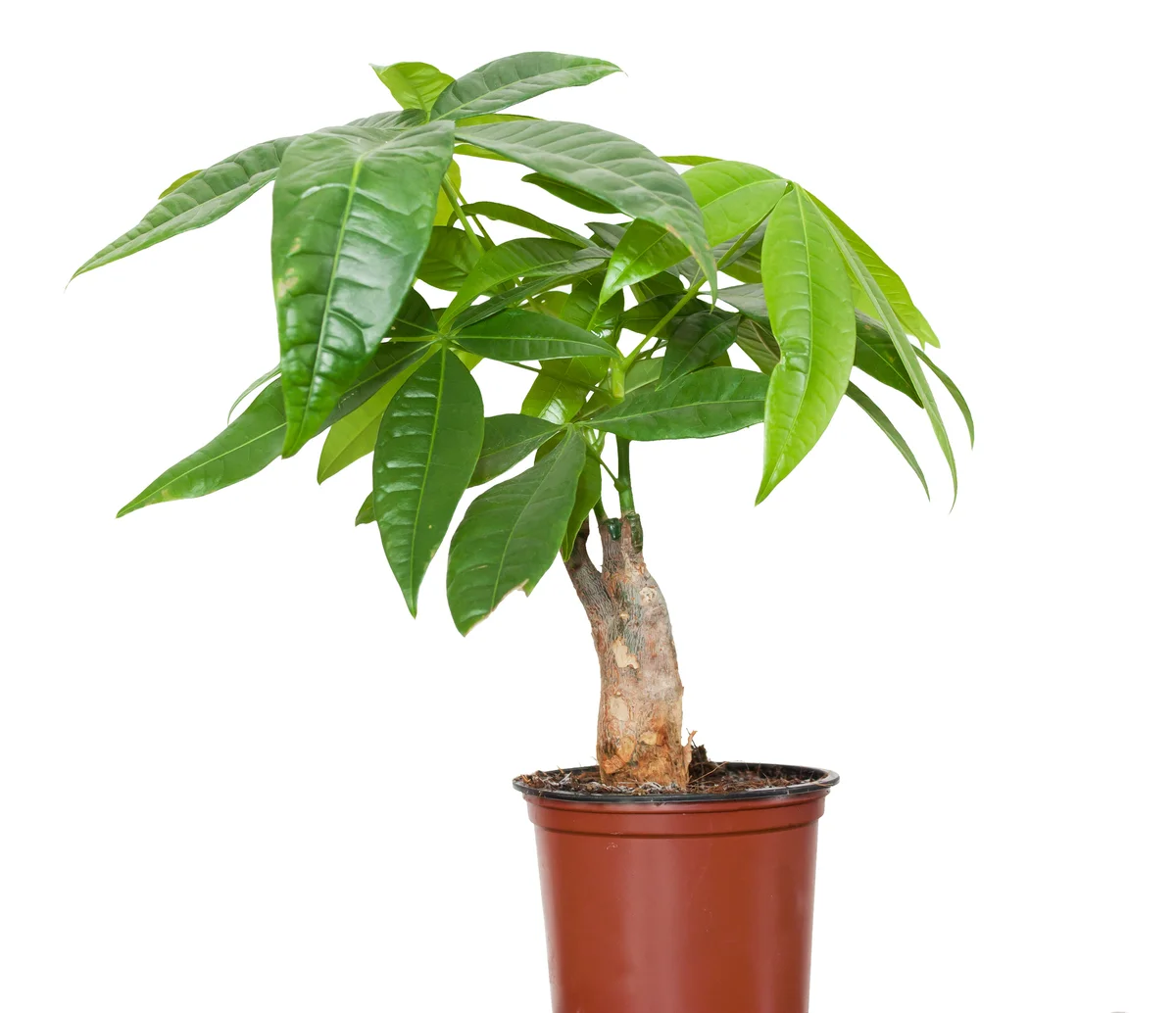 Pachira plant
