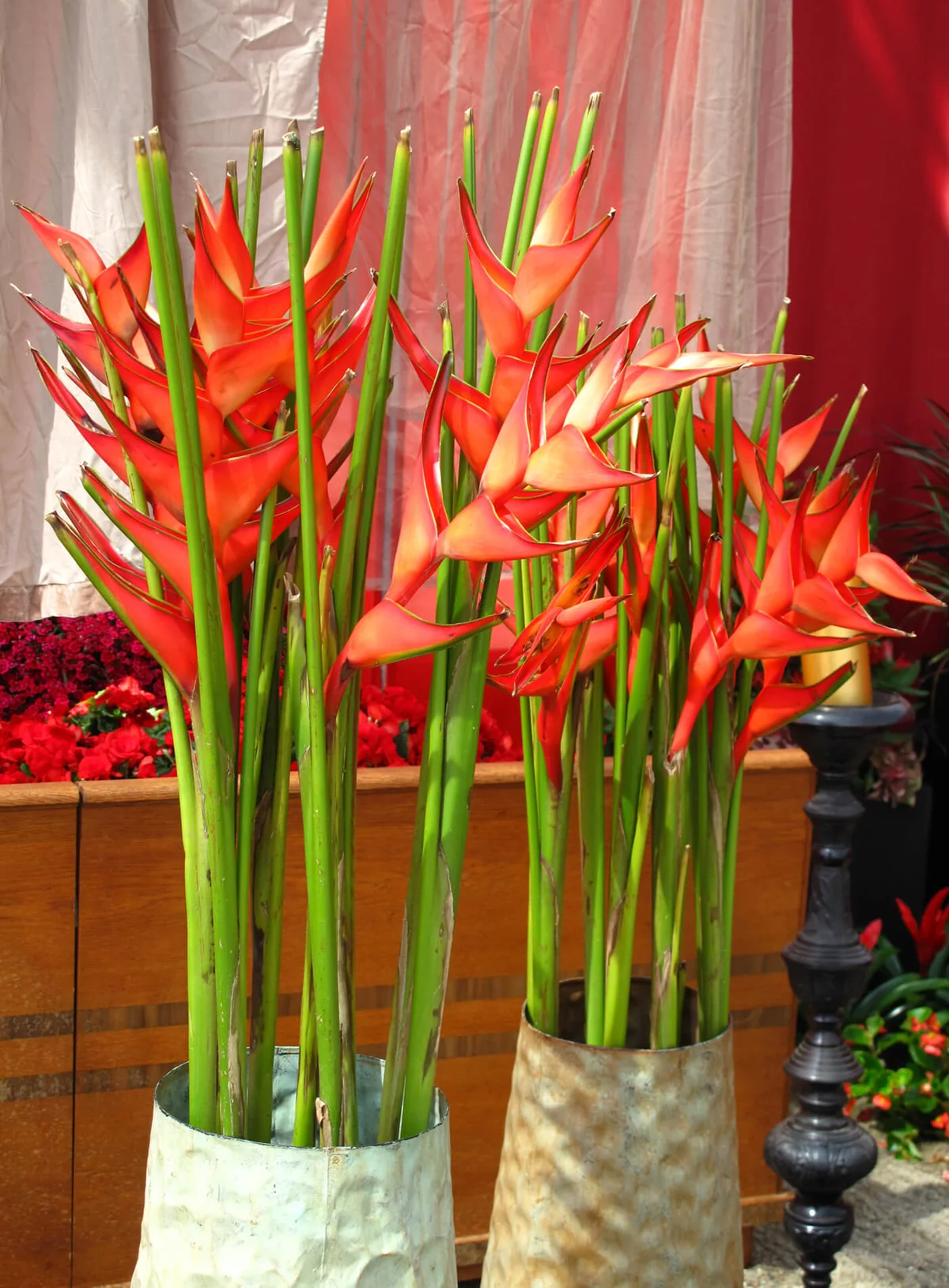 Beautiful heliconia blossoms