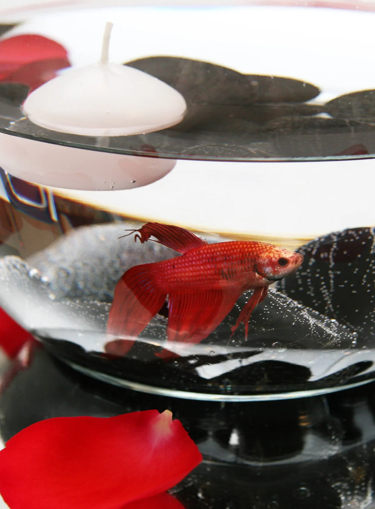 Beta Fish Bowl