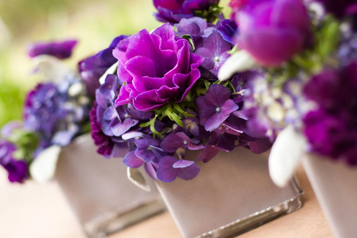 purple flowers in square vases