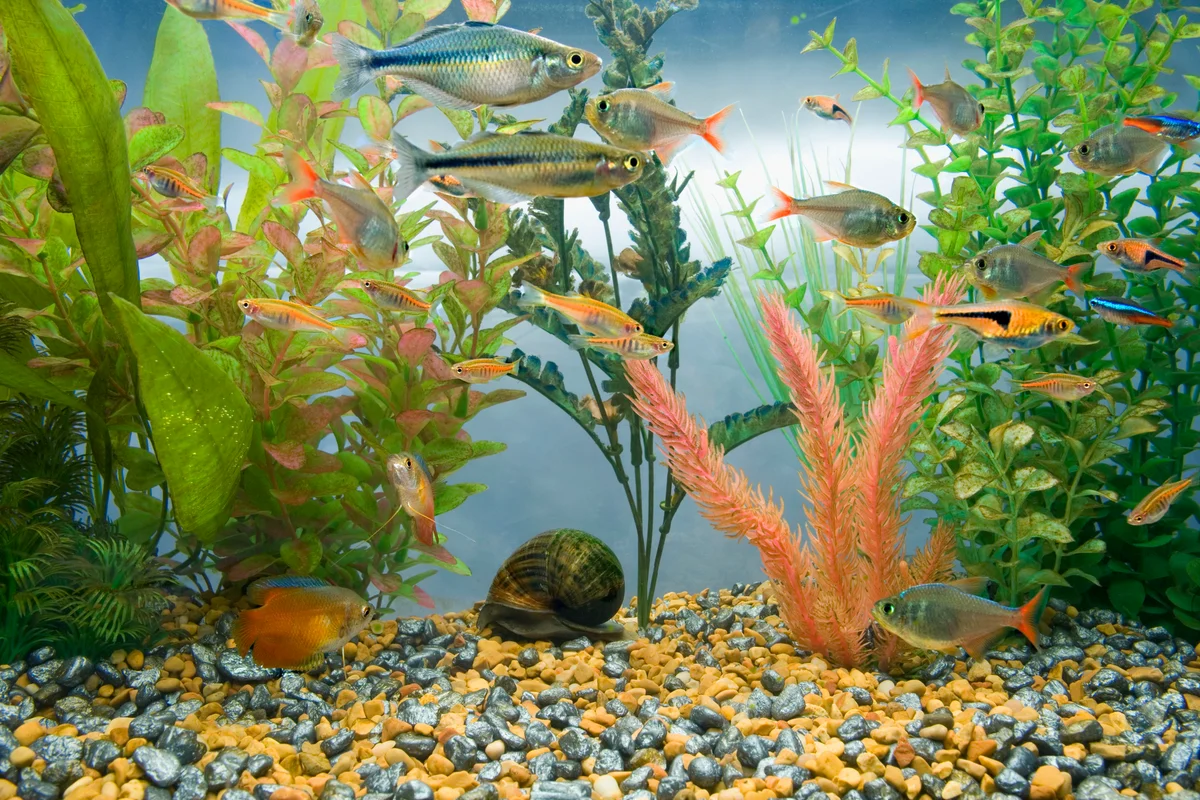 Aquarium full of colorful tropical fish.