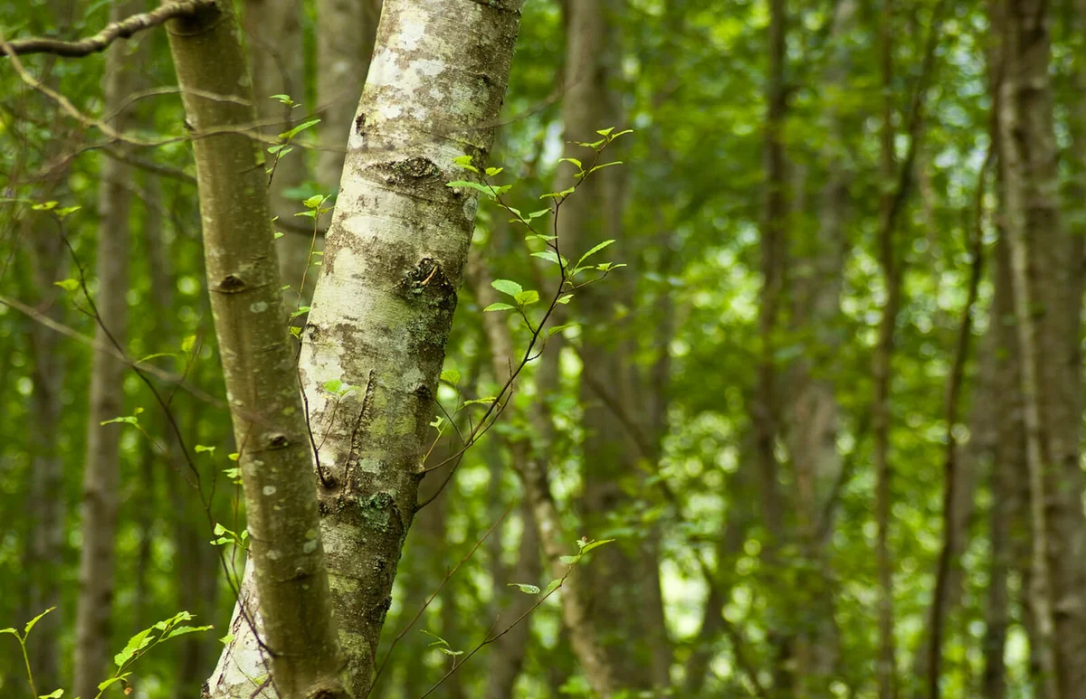 Angled alder tree trunk