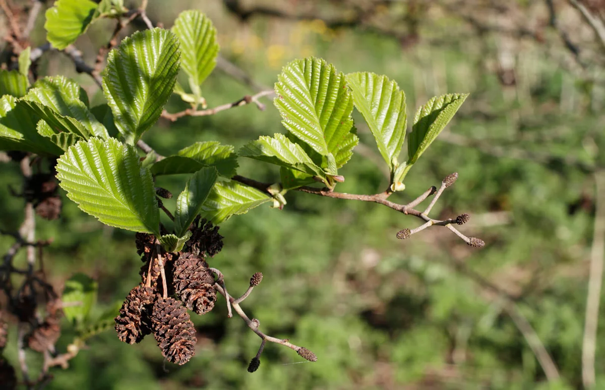 Alder Alnus glutinosa female catkins strobili spring green leaves