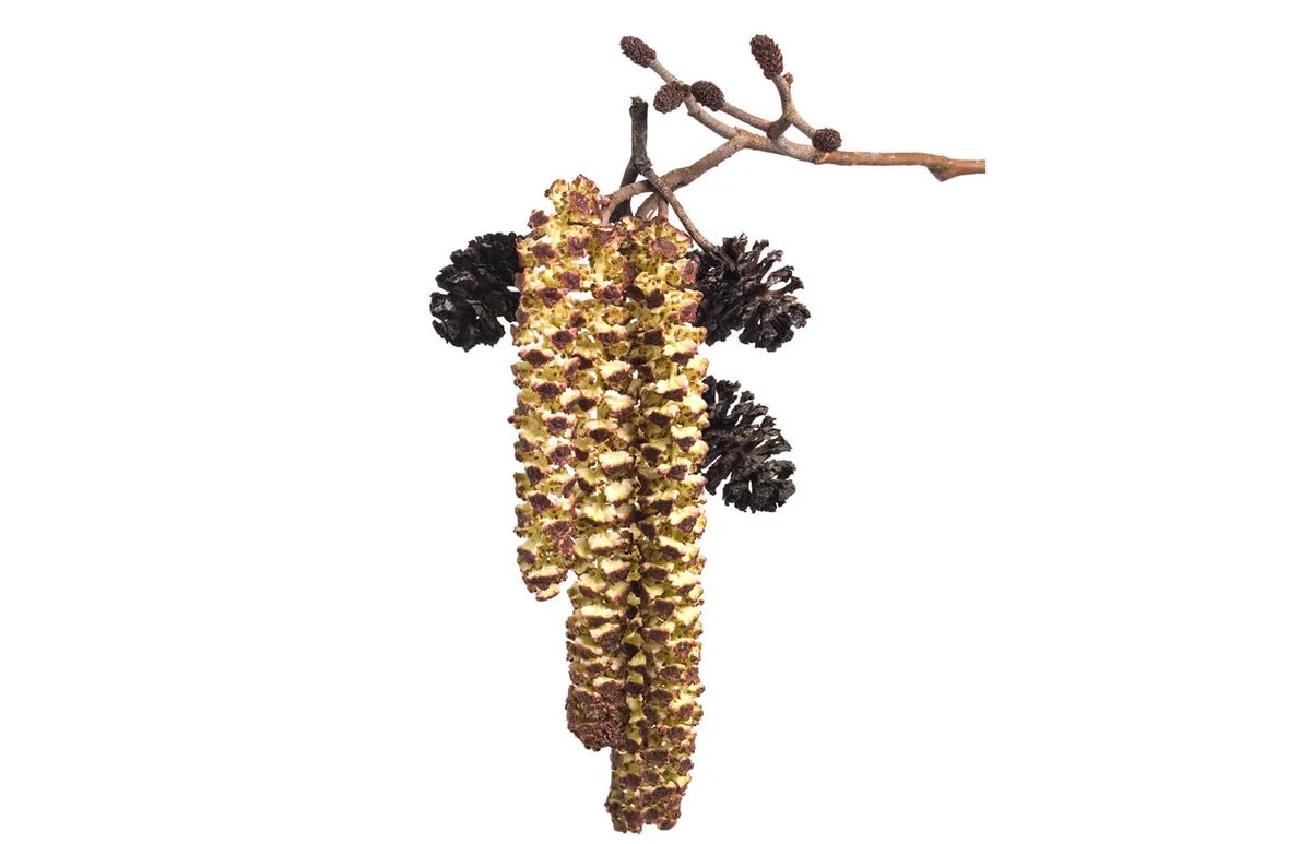 Catkins of Alder