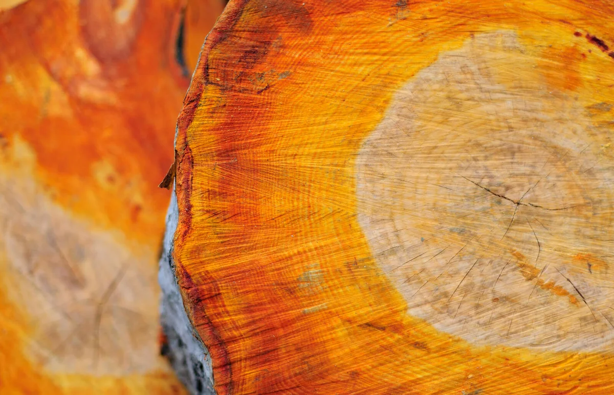 Alder trunk wood texture