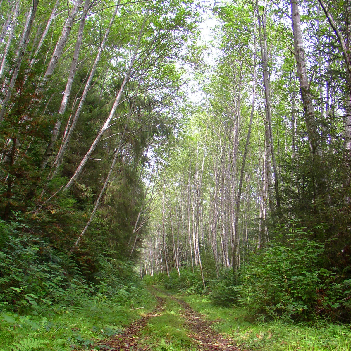Forest of Red Alders in Redwood National Park