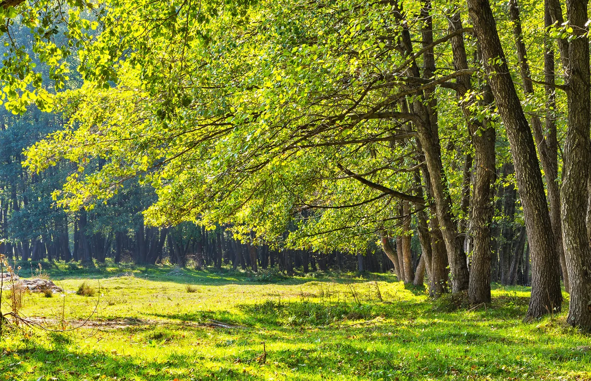 Alder forest during summer sunny day in Romania