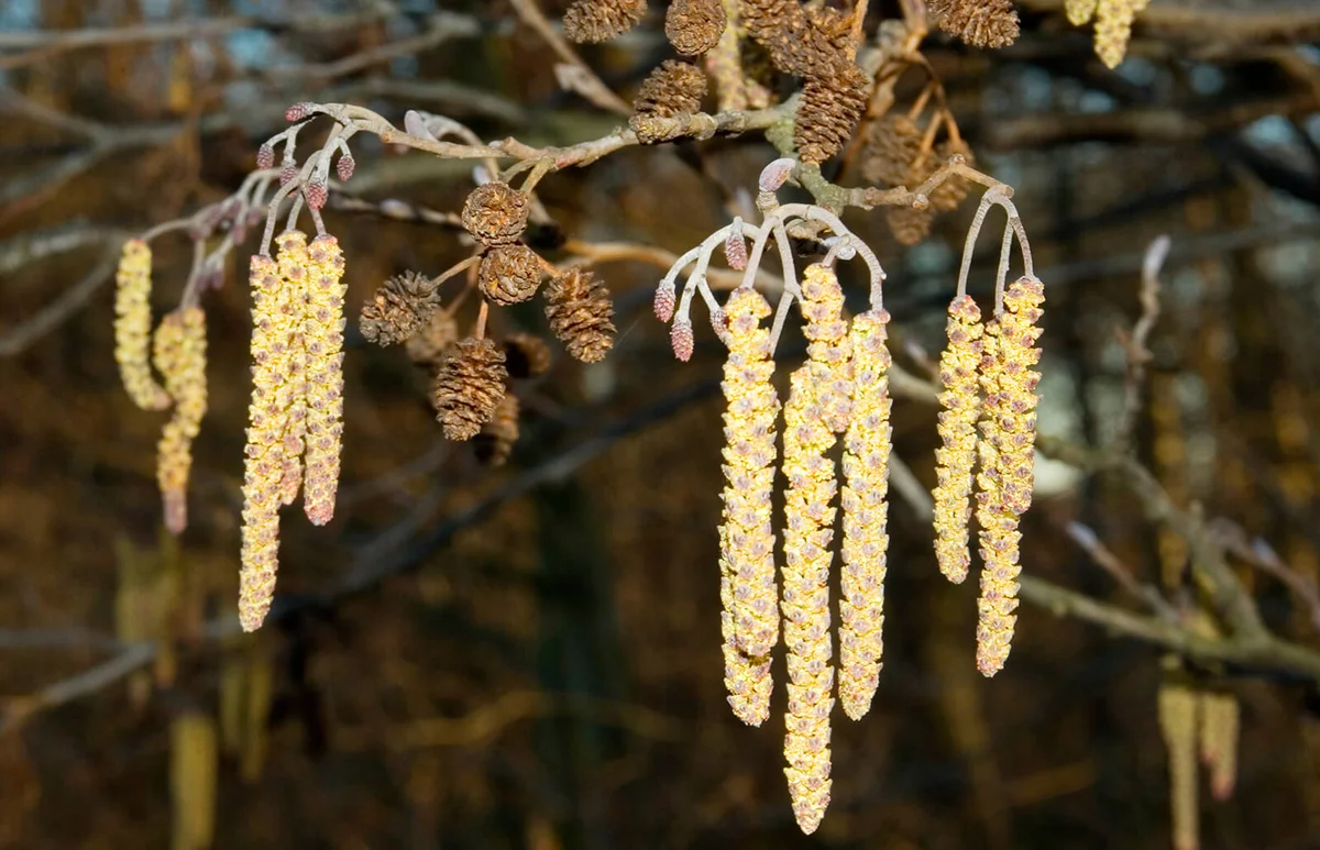 Common Alder (Alnus glutinosa) Catkins