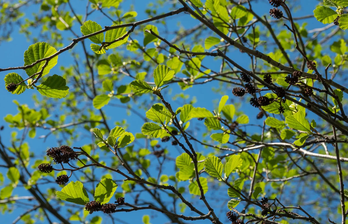 Green young black alder leaves in spring