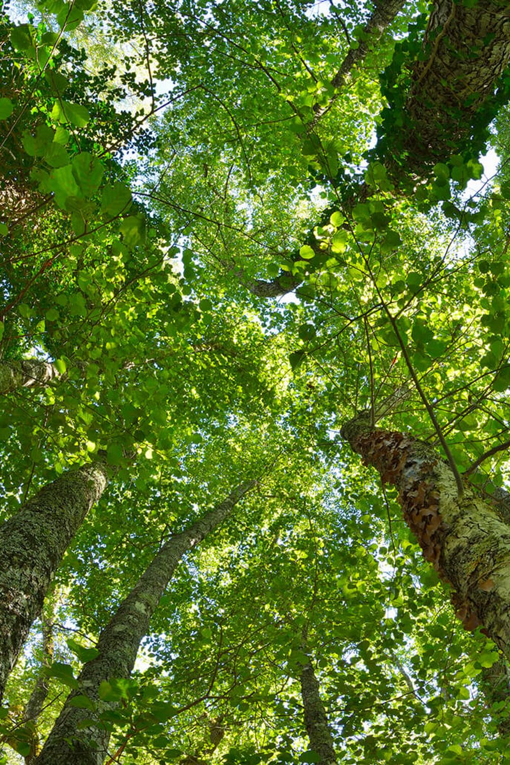 The Versatile Alder Tree: Beauty, Function, and Folklore