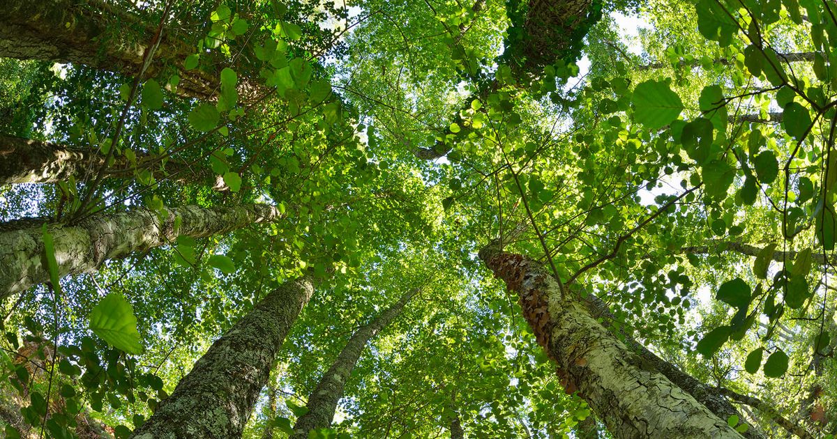 Tree Adler The Versatile Alder Tree: Beauty, Function, and Folklore