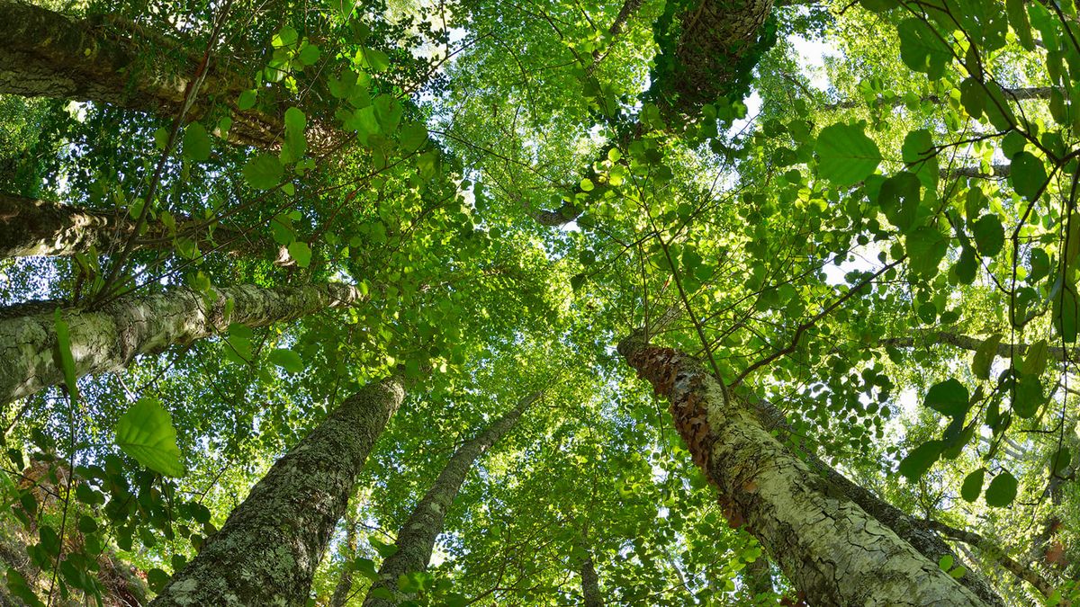 The Versatile Alder Tree: Beauty, Function, and Folklore