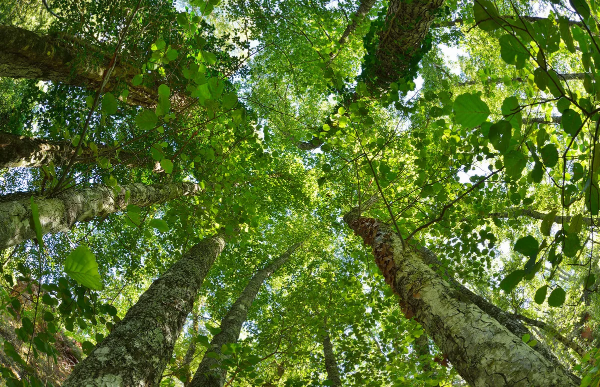 View into the Treetop from Alder Tree