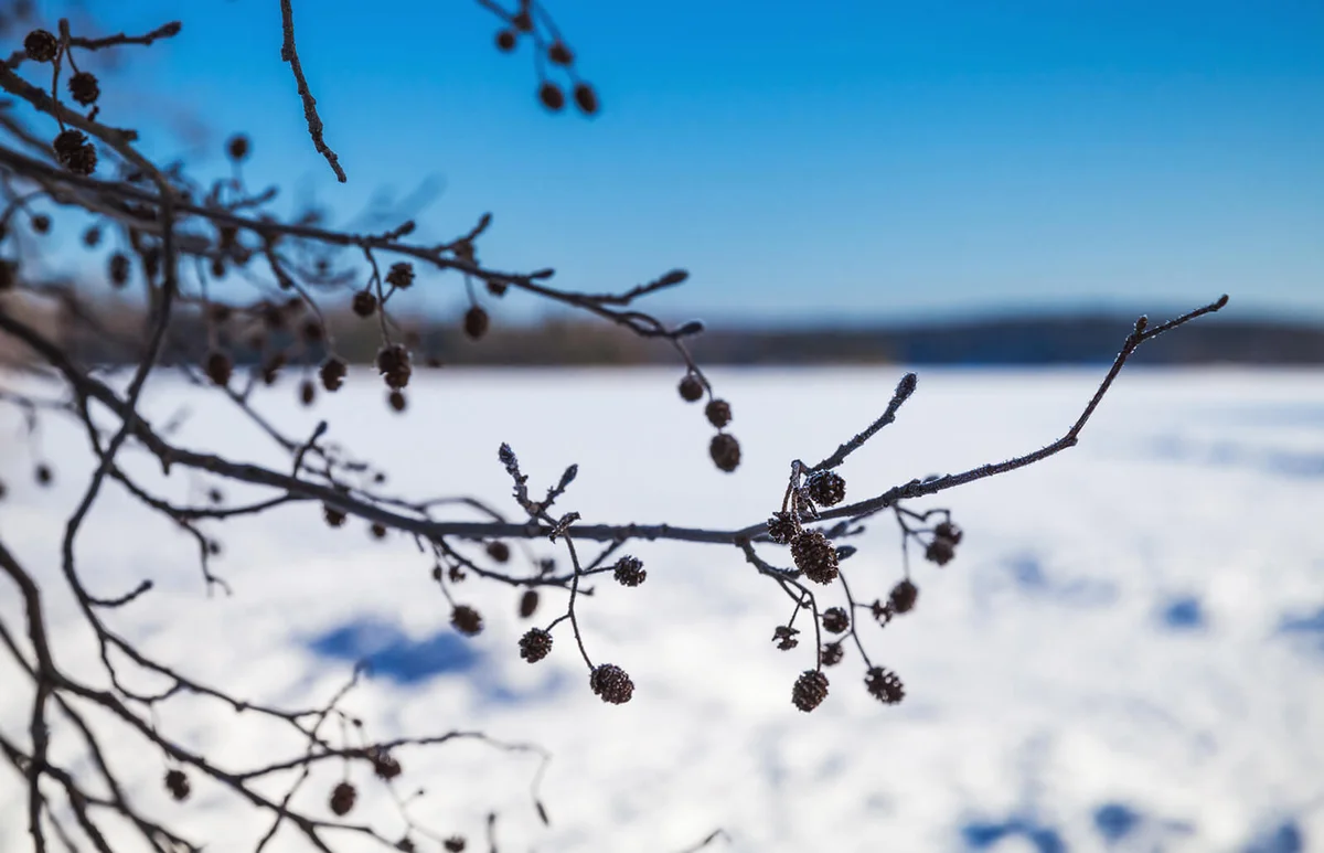 Alder tree branches in winter