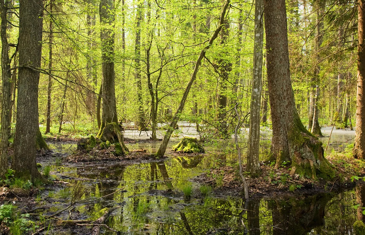 Springtime alder bog forest