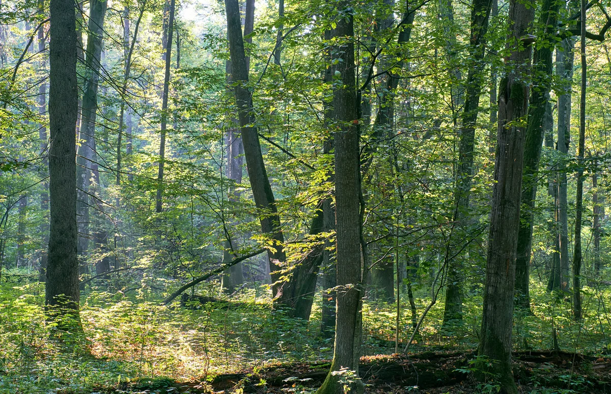sunrise morning in deciduous forest with old alder trees