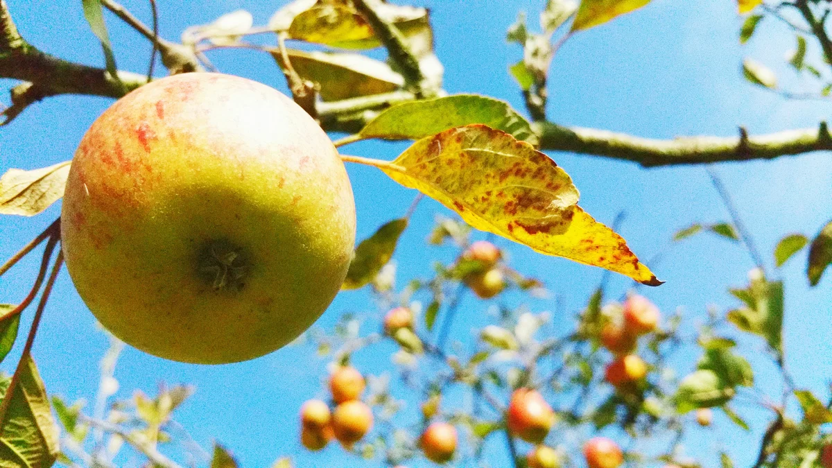 Apples Growing On Tree Against Sky