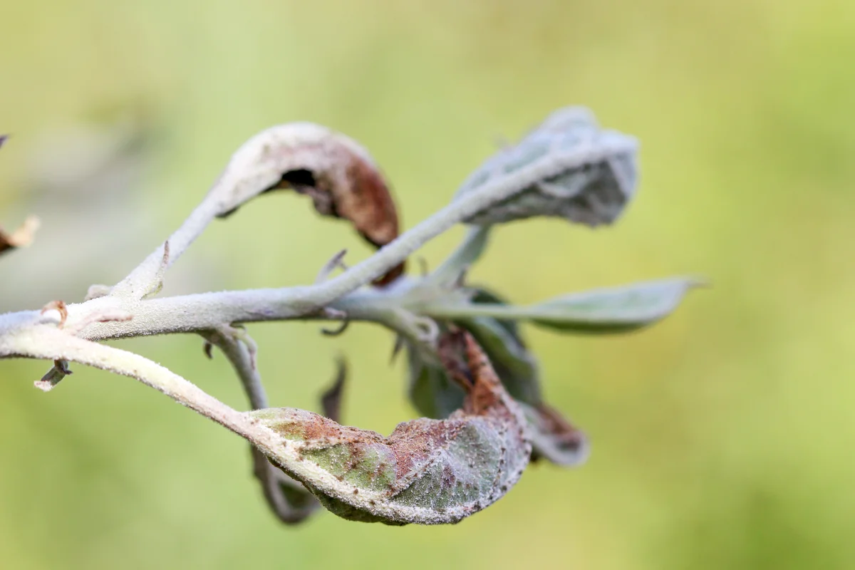 Apple leaves infected and damaged by fungus
