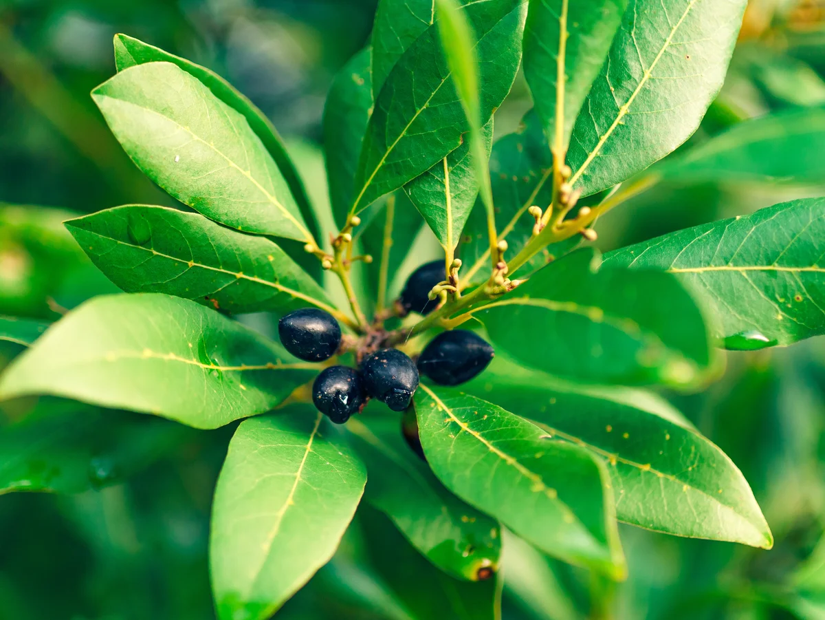 Leaves of laurel and berries on a tree
