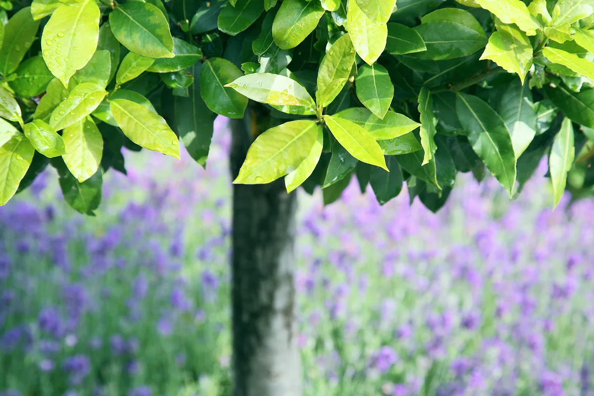 Bay leaves