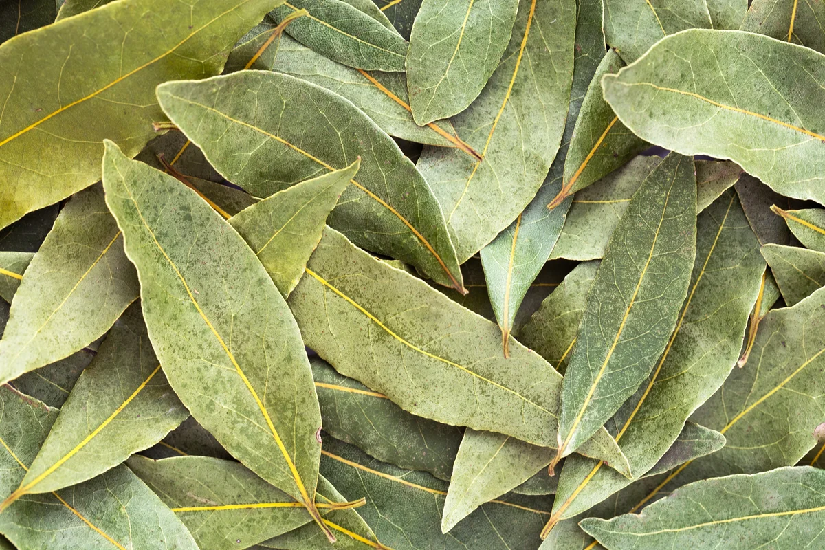Bay leaves