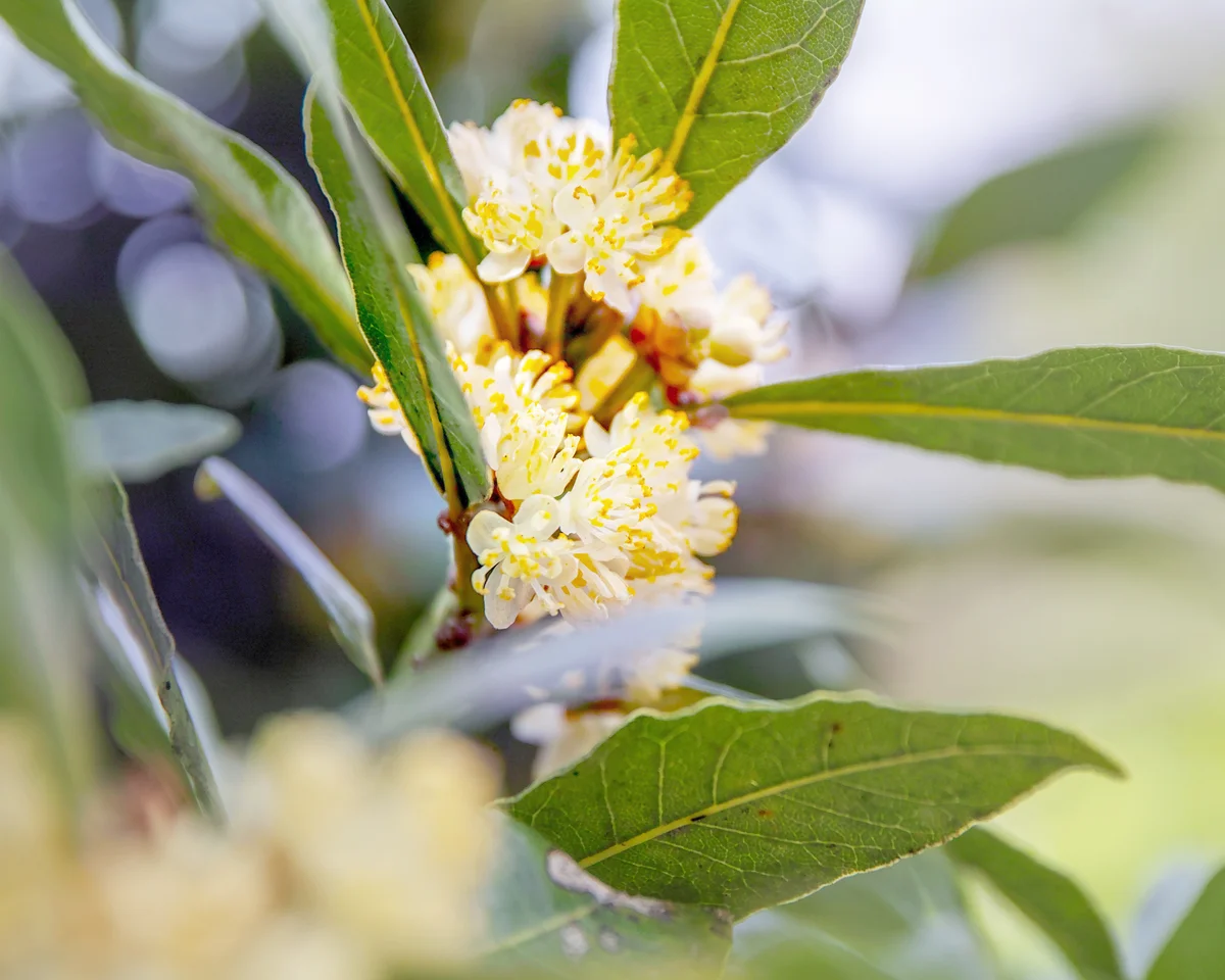 Bay laurel with flower