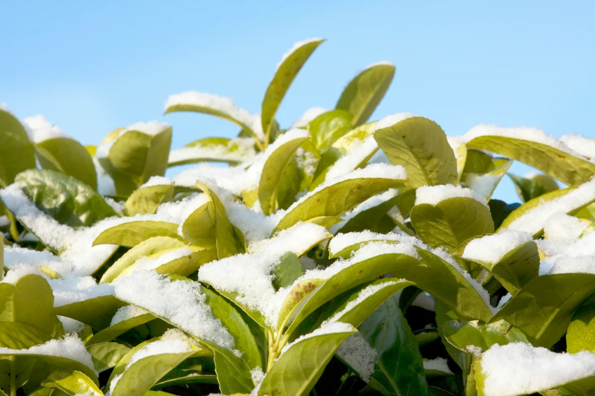 Snow on hedge