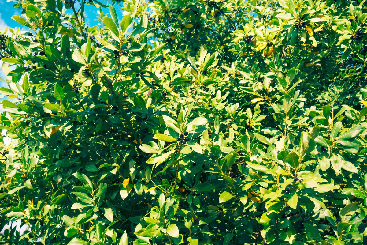 Leaves of laurel and berries on a tree