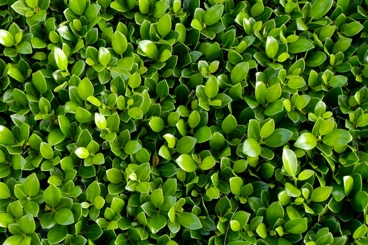 Boxwood leaves closeup