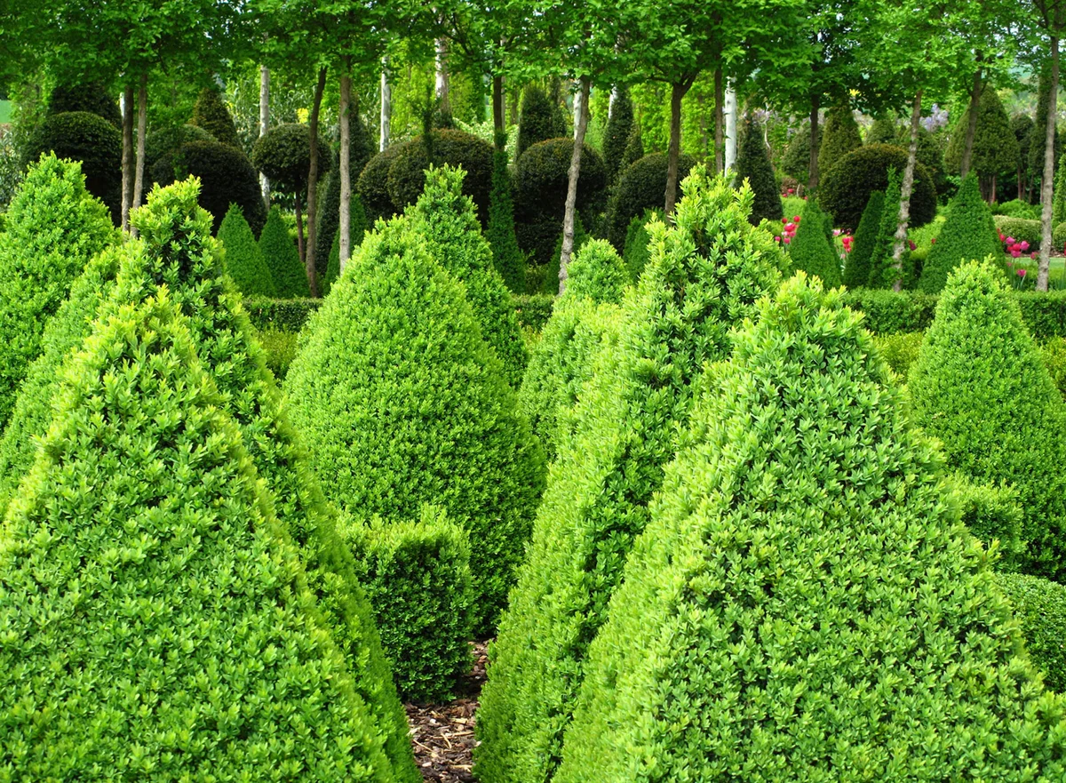 Green Mountain Box Trees