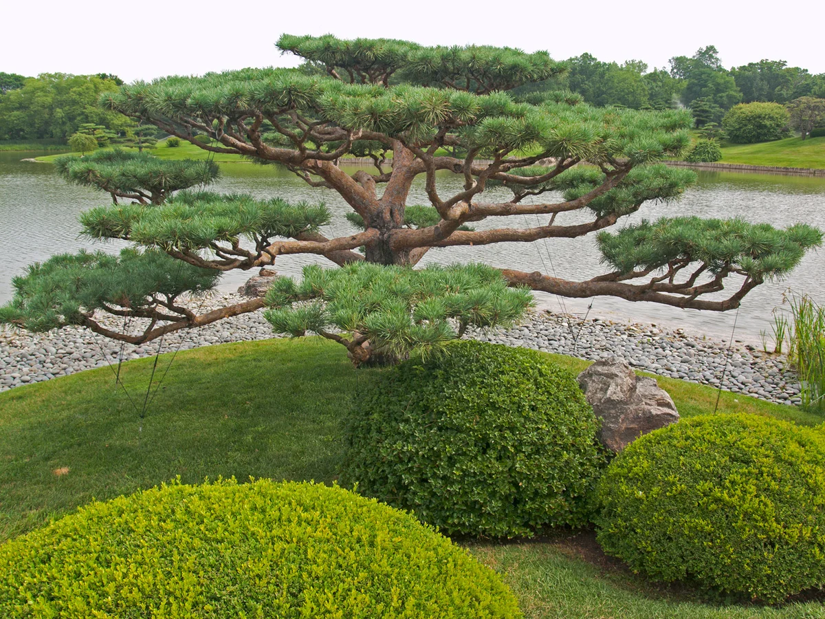 Japanese boxwood