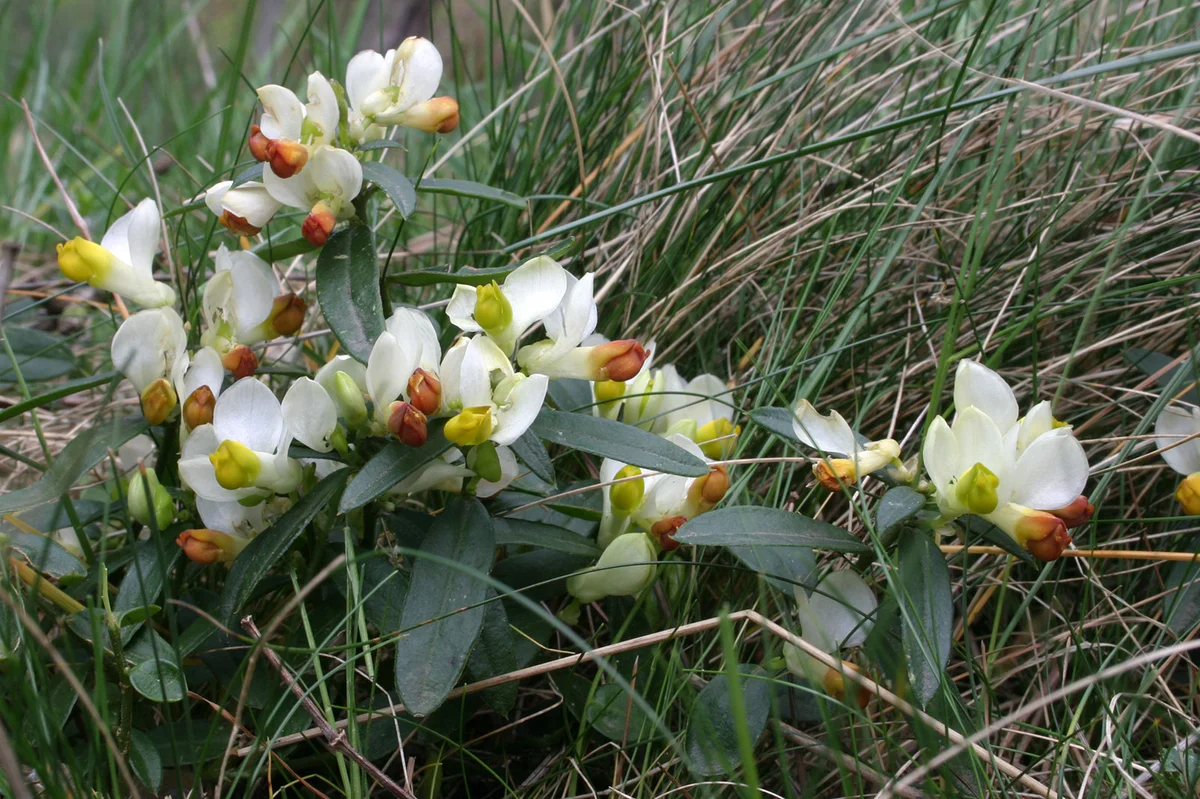 Boxwood flowers