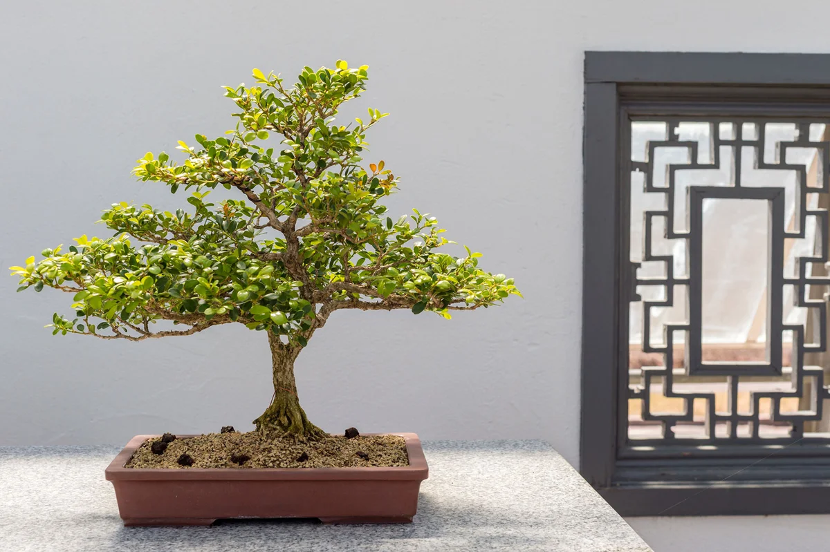 Chinese Boxwood Bonsai (Buxus sinica)