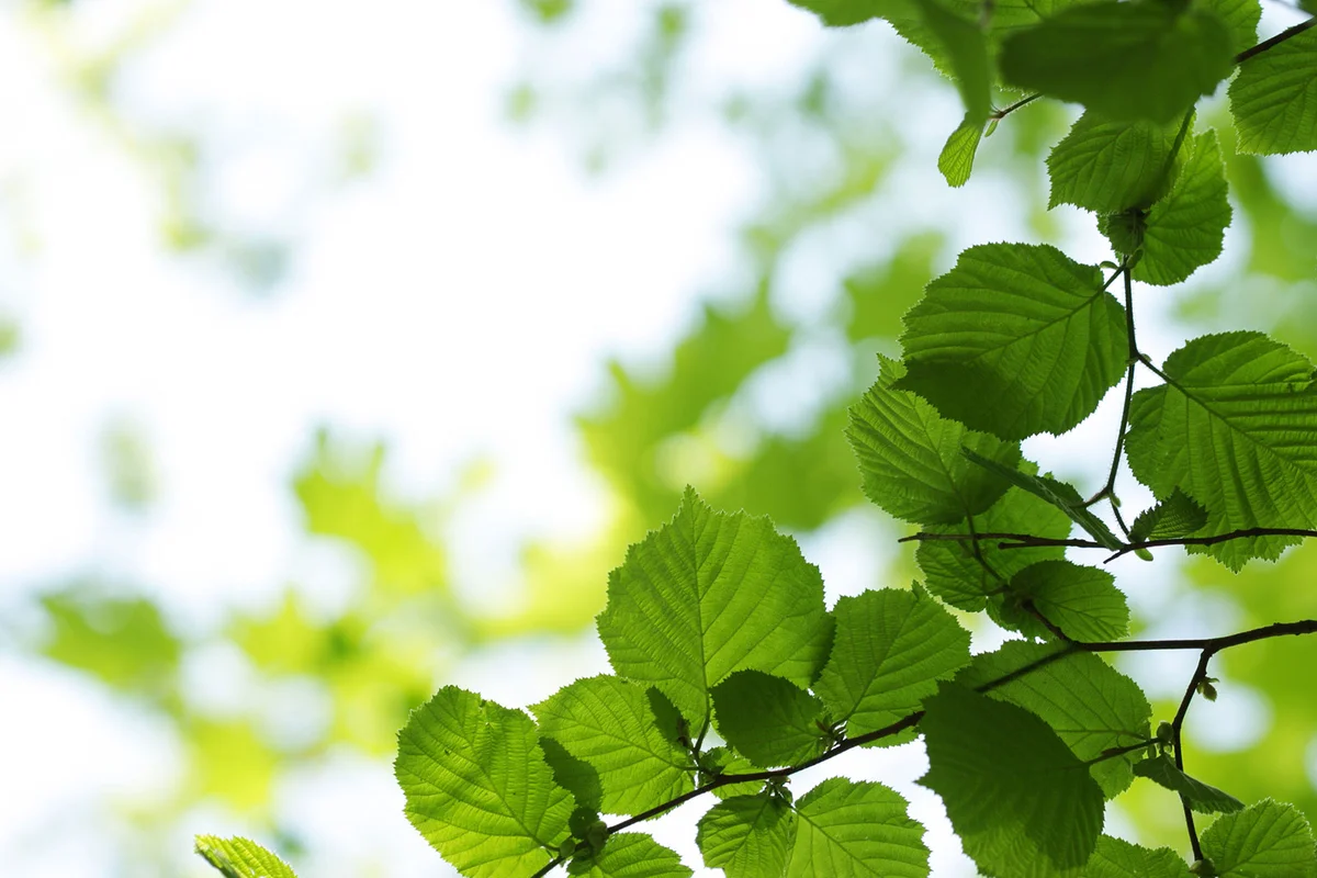 Hazel tree leaves