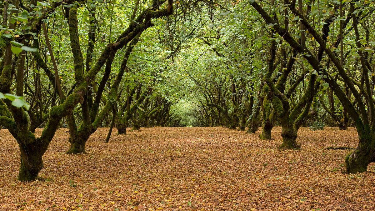 Harbert Tree Exploring the Hazel Tree: An Ornamental and Nut-Bearing Delight