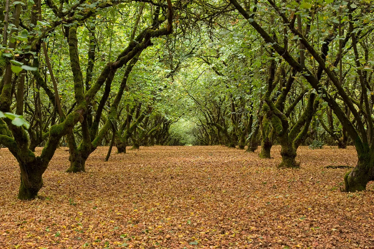 Trees in Filbert Orchard