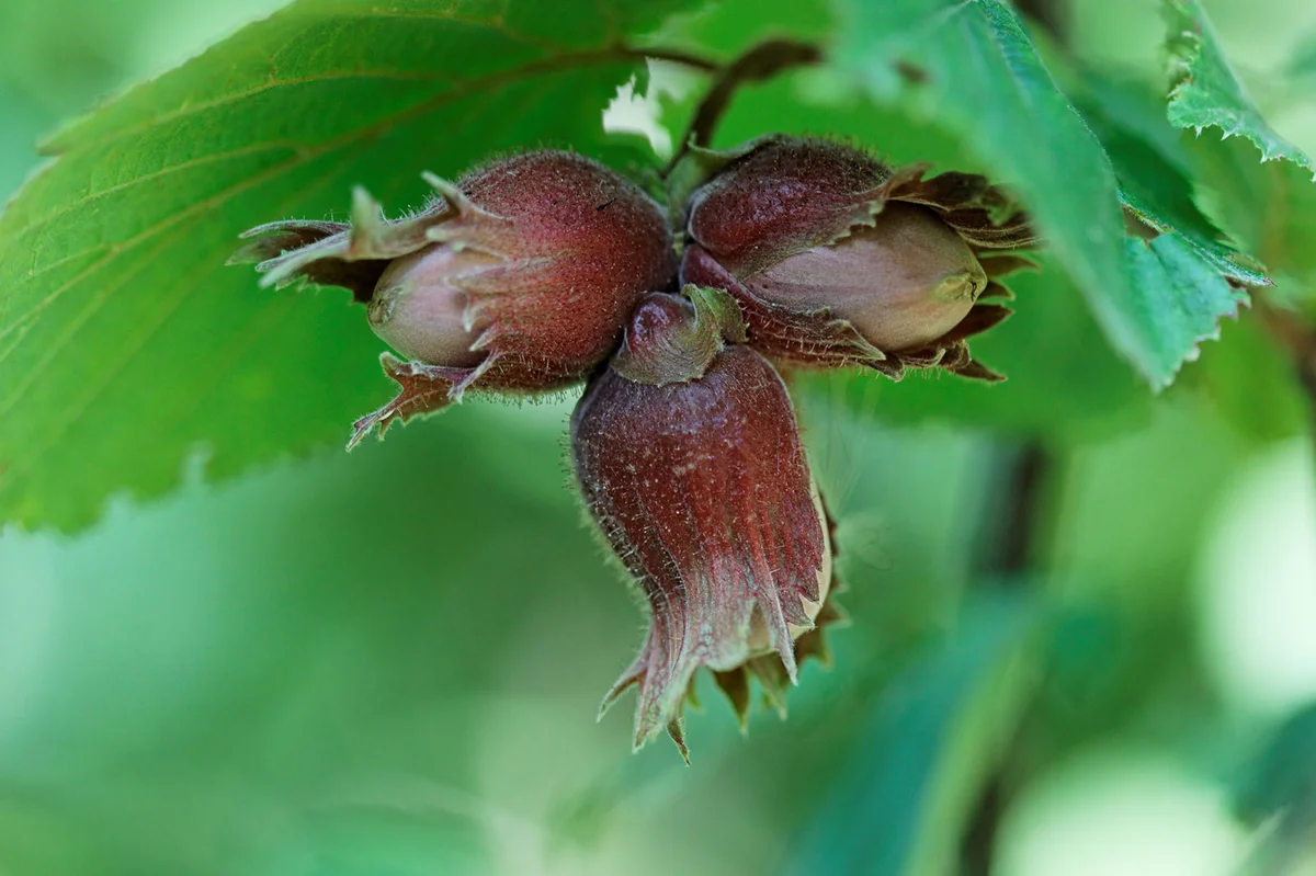 Hazelnuts with leaves