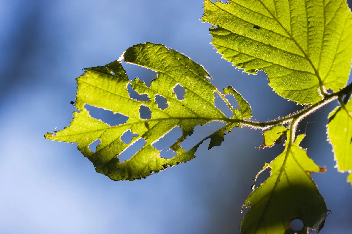 Diseased hazel leaf