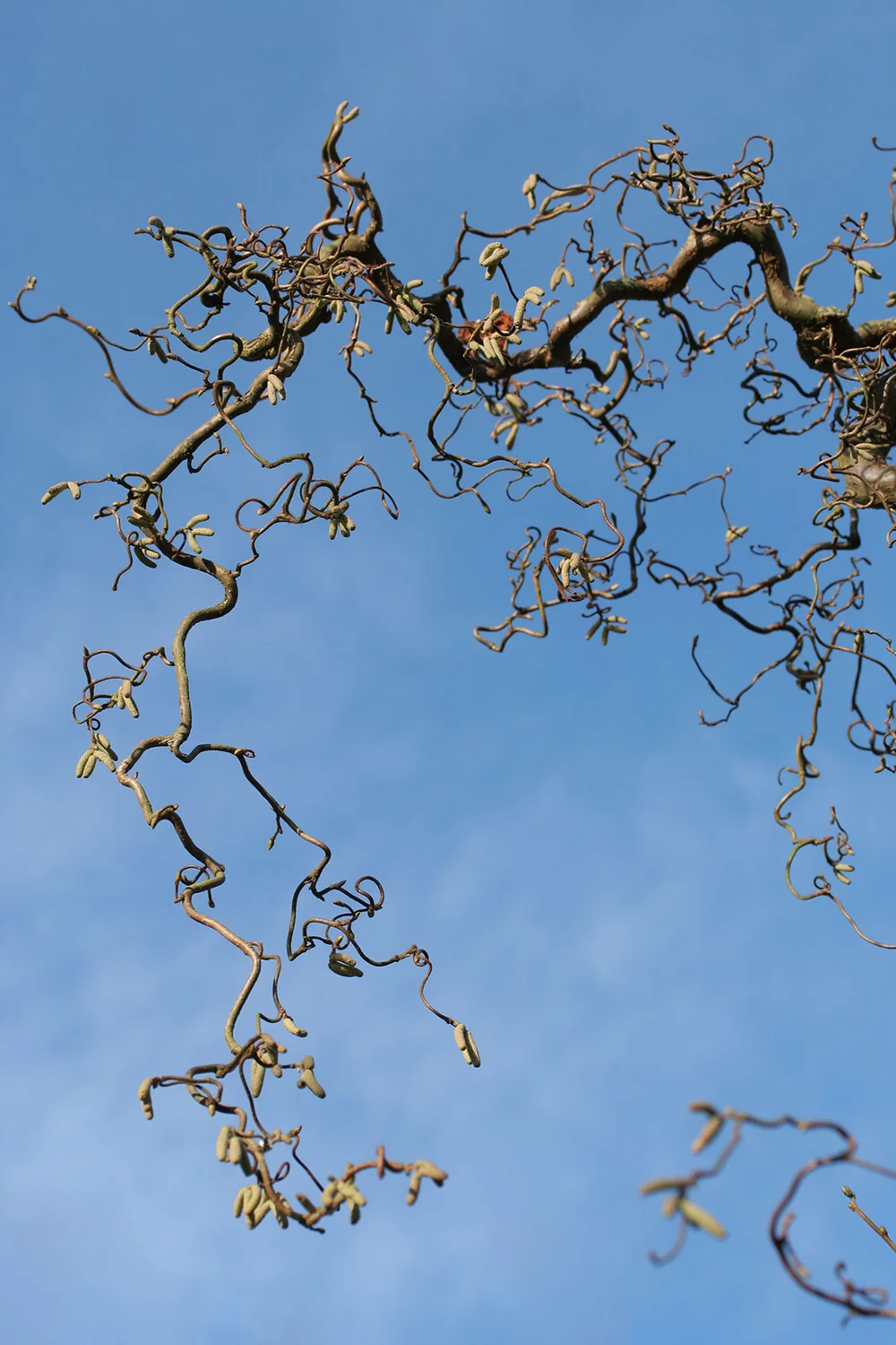 Corkscrew Hazel branches