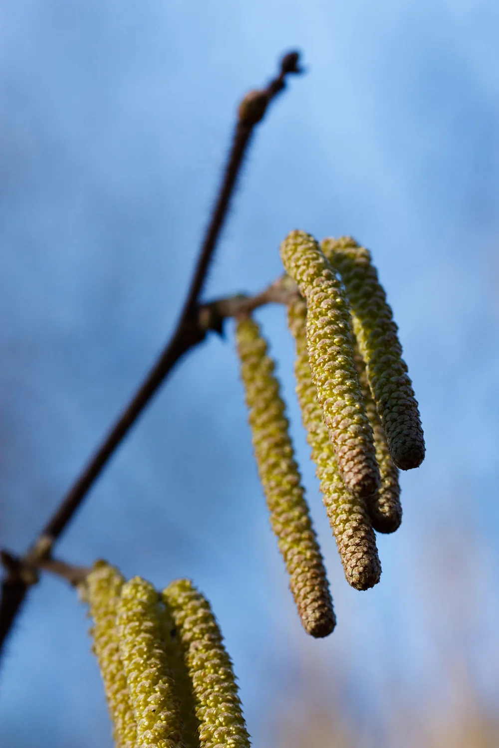 Blossom Common Hazel Catkins