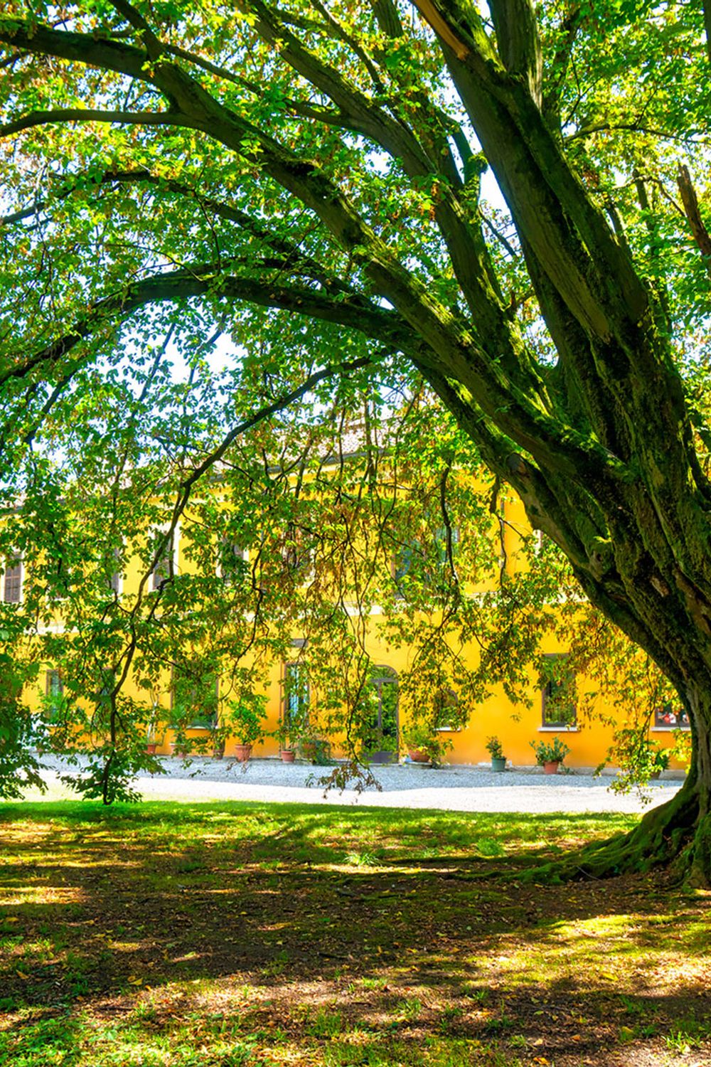 Horche Tree Exploring the Diverse World of Hornbeam Trees