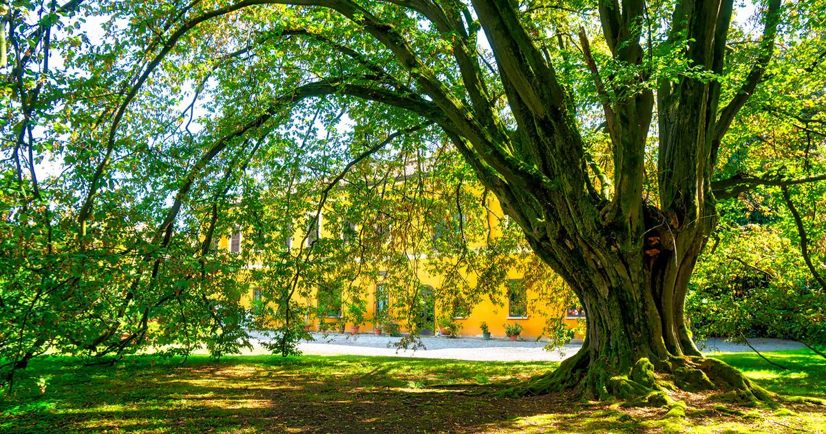 Horche Tree Exploring the Diverse World of Hornbeam Trees