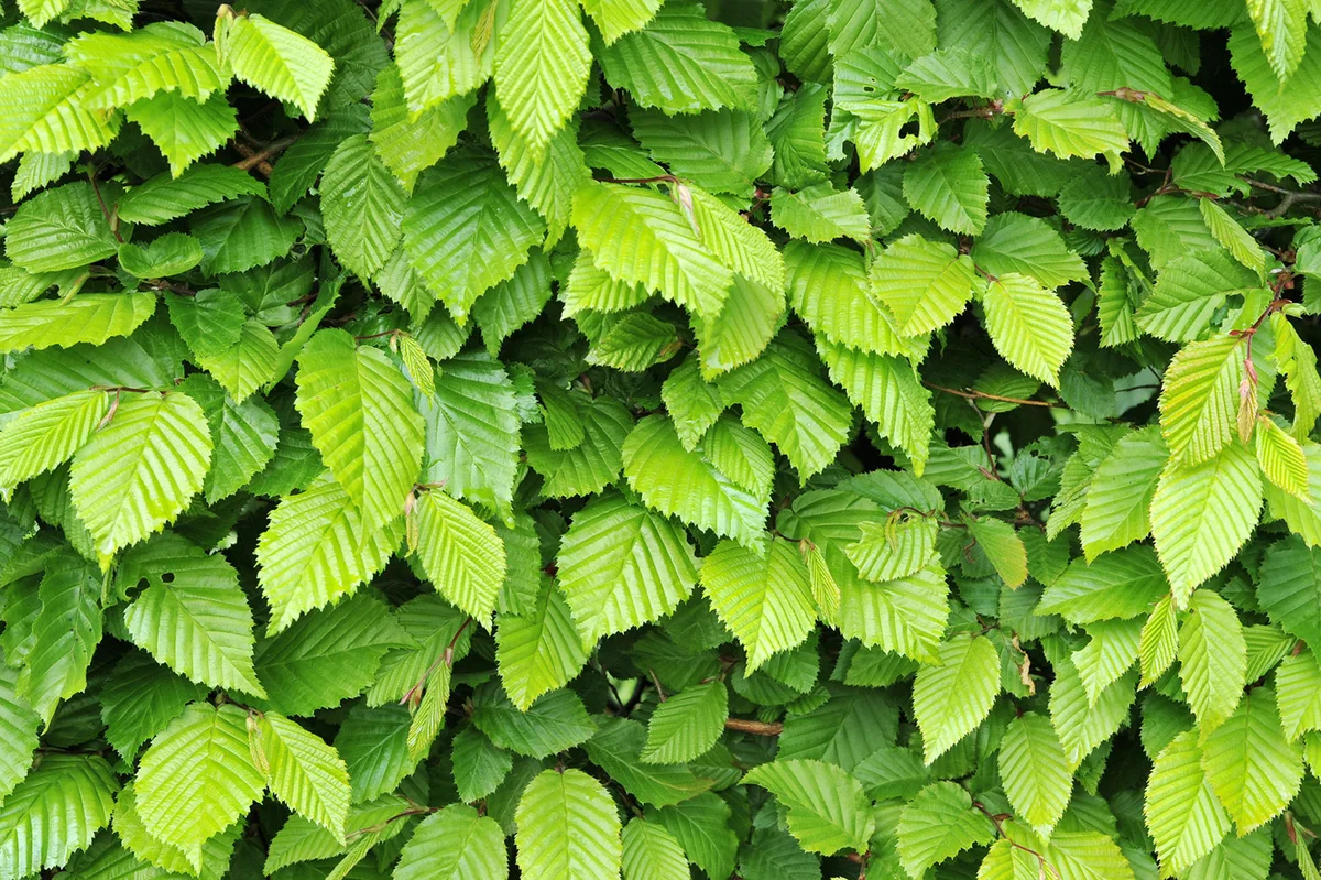 Hornbeam leaves