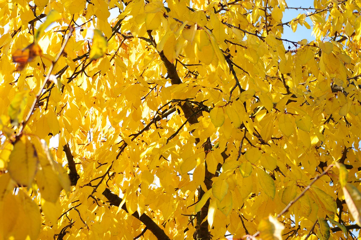Yellow Autumn Hornbeam Leaves