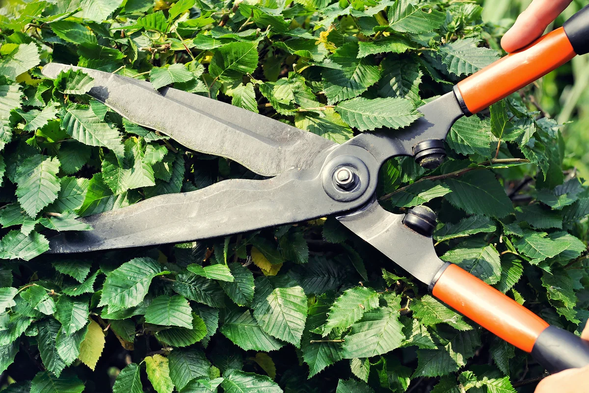 Trimming Hornbeam hedge with clippers