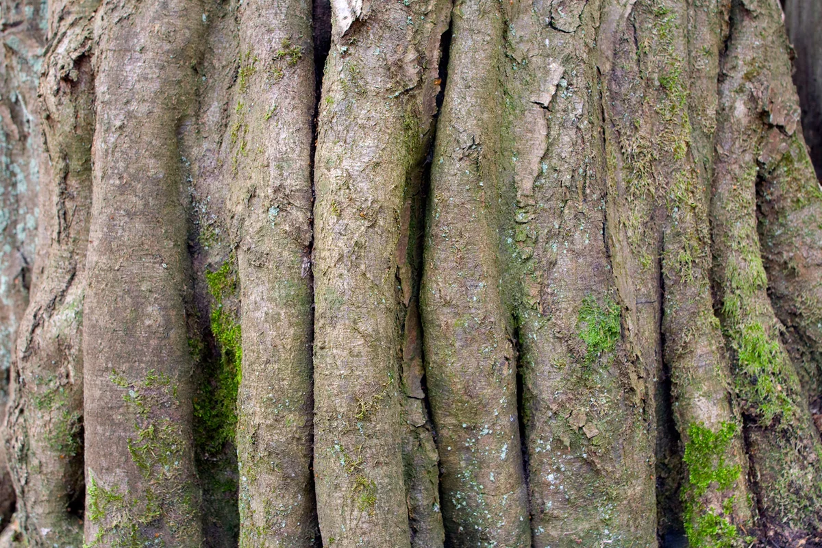 Hornbeam tree bark